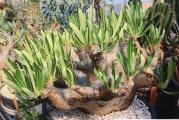 Pachypodium inopinatum - paket sadrzi 5 semenki